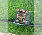 Small Photo #52 French Bulldog Puppy For Sale in HOUSTON, TX, USA