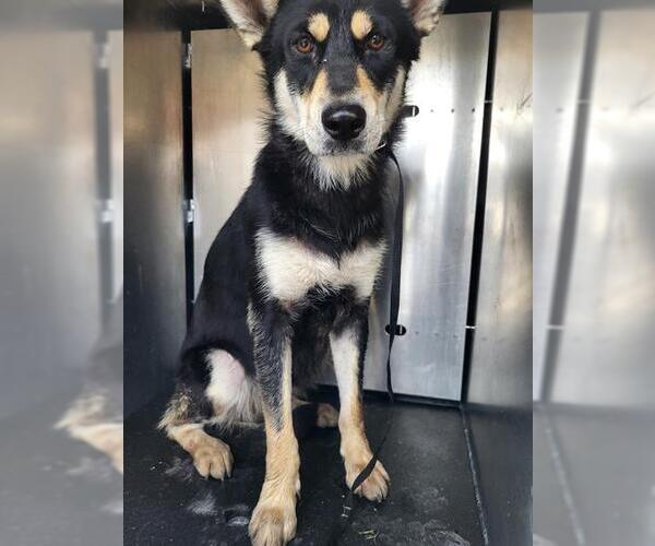Medium Photo #1 Alaskan Malamute-Unknown Mix Puppy For Sale in San Antonio, TX, USA