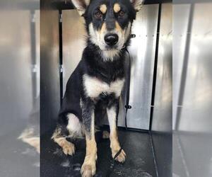 Alaskan Malamute-Unknown Mix Dogs for adoption in San Antonio, TX, USA