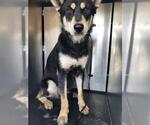 Small Alaskan Malamute Mix