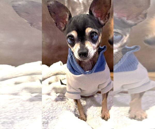 Medium Photo #2 Chihuahua Puppy For Sale in Boonton, NJ, USA