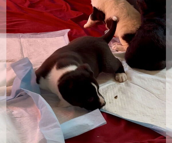 Medium Photo #3 Shepradors Puppy For Sale in Princeton, MN, USA