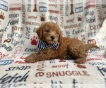 Small #6 Goldendoodle (Miniature)