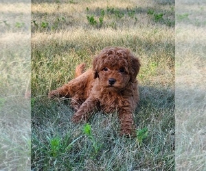Goldendoodle (Miniature) Puppy for sale in FRANKLIN, IN, USA