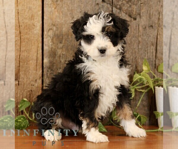 Medium Photo #1 Bernedoodle (Miniature) Puppy For Sale in NARVON, PA, USA