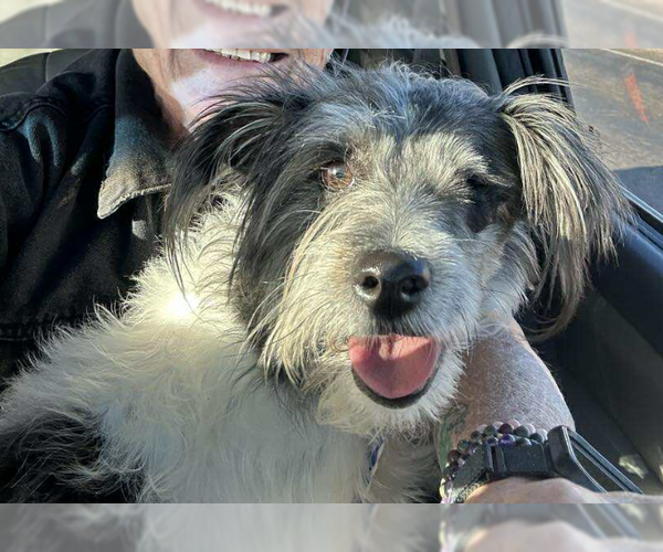 Medium Photo #4 Mutt Puppy For Sale in Cranston, RI, USA