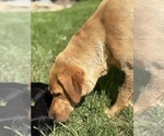 Small #8 Labrador Retriever