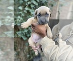 Small #7 Cane Corso