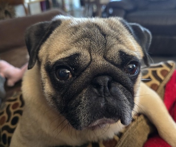 Medium Photo #1 Pug Puppy For Sale in WAUKEE, IA, USA