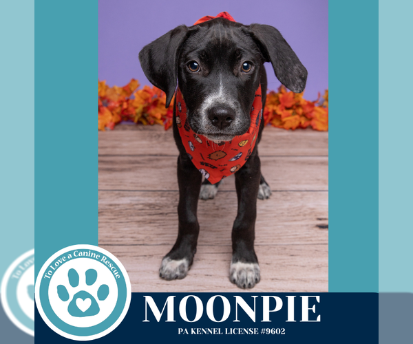 Medium Photo #3 Labrenees Puppy For Sale in Kimberton, PA, USA