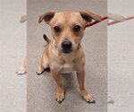 Small Chihuahua Mix