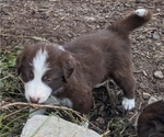 Small Photo #30 Border Collie Puppy For Sale in HARRISON, ID, USA