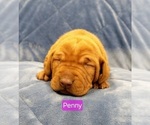 Small Photo #4 Vizsla Puppy For Sale in NEW YORK MILLS, MN, USA
