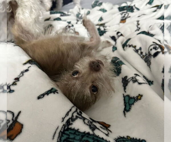 Medium Photo #4 ShiChi Puppy For Sale in Mooresville, NC, USA