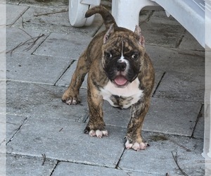 American Bully Puppy for sale in NORTH PORT, FL, USA