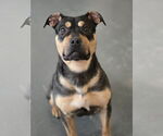 Small #1 American Staffordshire Terrier-Rottweiler Mix