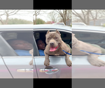 Small Photo #1 American Bully Puppy For Sale in MEMPHIS, TN, USA