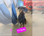 Small Photo #6 Rottweiler Puppy For Sale in Foristell, MO, USA
