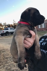 Mastiff Puppy for sale in AMARILLO, TX, USA