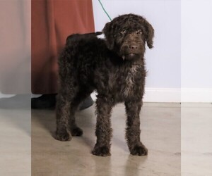 Labradoodle-Poodle (Standard) Mix Puppy for sale in FREDERICKSBG, OH, USA
