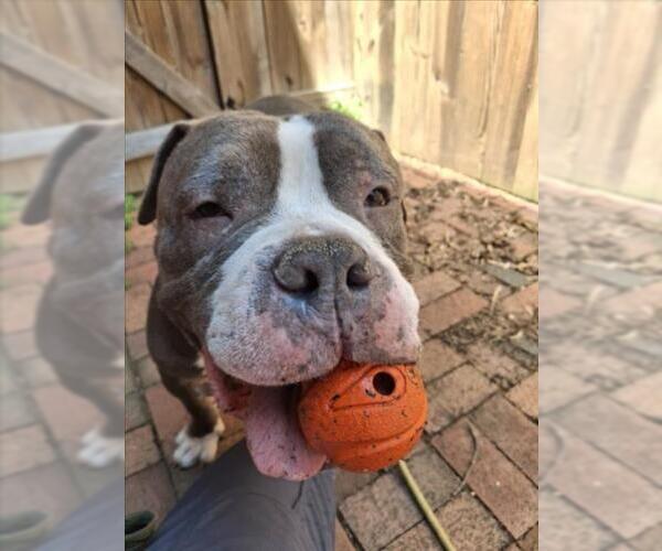 Medium Photo #4 American Pit Bull Terrier Puppy For Sale in Derwood, MD, USA