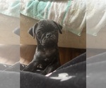 Small #3 Frenchie Pug