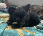 Small Photo #5 Pomeranian Puppy For Sale in KEAAU, HI, USA
