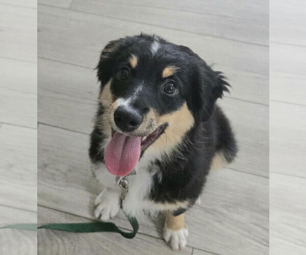 Medium Photo #3 Australian Shepherd Puppy For Sale in Wheaton, IL, USA