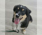 Small #2 Australian Shepherd