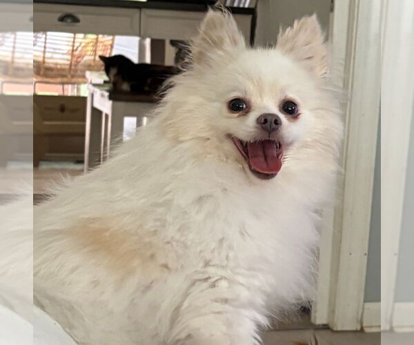 Medium Photo #1 Pomeranian Puppy For Sale in Garner, NC, USA