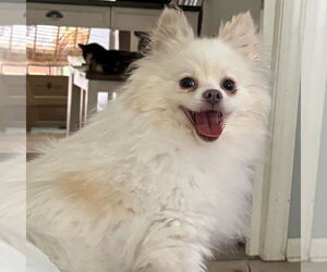 Medium Pomeranian
