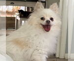 Small Pomeranian