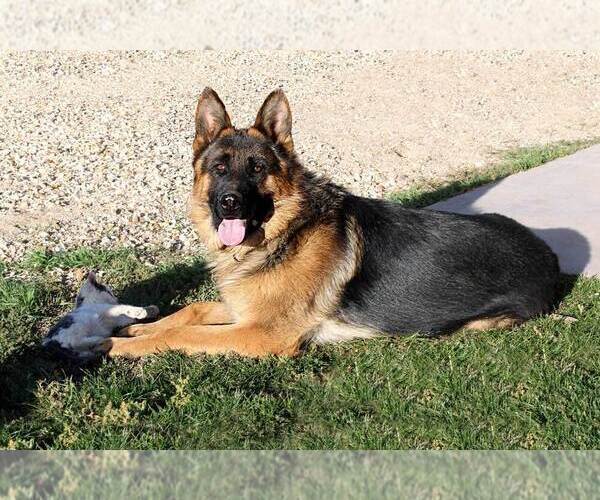Medium Photo #1 German Shepherd Dog Puppy For Sale in WESTCLIFFE, CO, USA