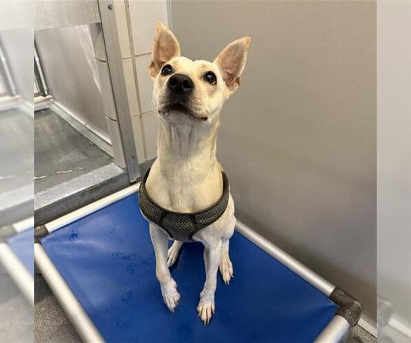 Medium Photo #3 Chihuahua Puppy For Sale in San Antonio, TX, USA