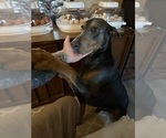 Small #4 Doberman Pinscher