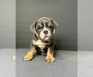 English Bulldog Puppy for Sale in POWHATAN, Virginia USA