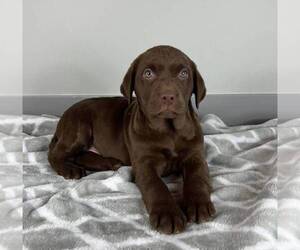 Labrador Retriever Puppy for sale in FRANKLIN, IN, USA