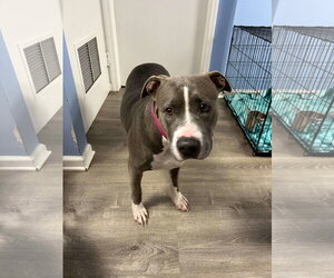 Sky - Female Mutt Dog for Adoption - Photo #2