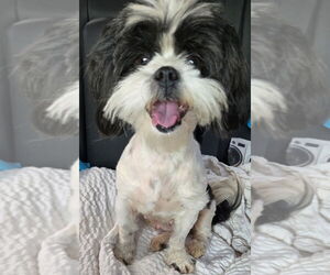 Shih Tzu Dogs for adoption in San Antonio, TX, USA