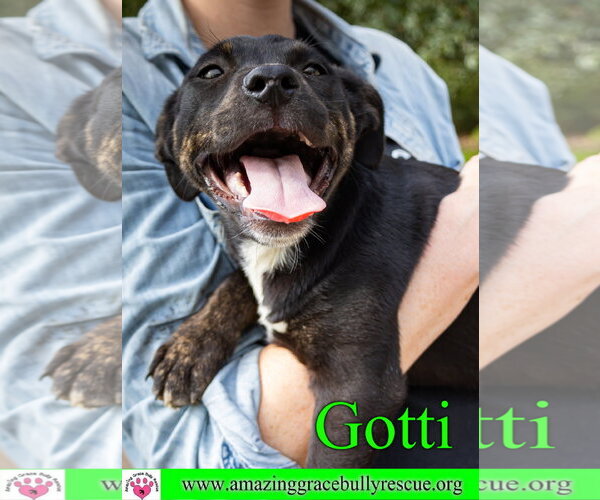 Medium Photo #25 Rottweiler-American Pit Bull Terrier Puppy For Sale in Milton, FL, USA