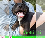 Small #24 Rottweiler-American Pit Bull Terrier