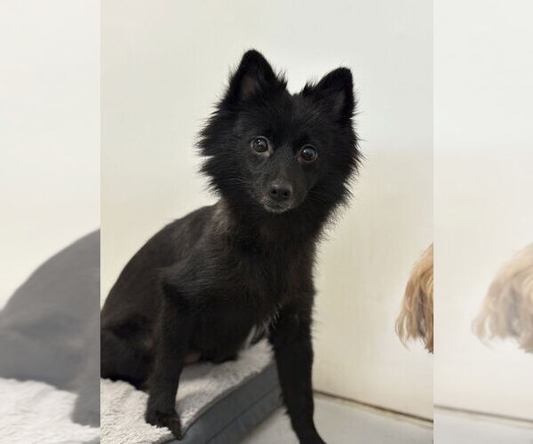 Medium Photo #5 Pomeranian Puppy For Sale in Studio City, CA, USA