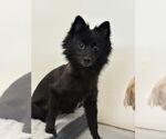 Small #4 Pomeranian