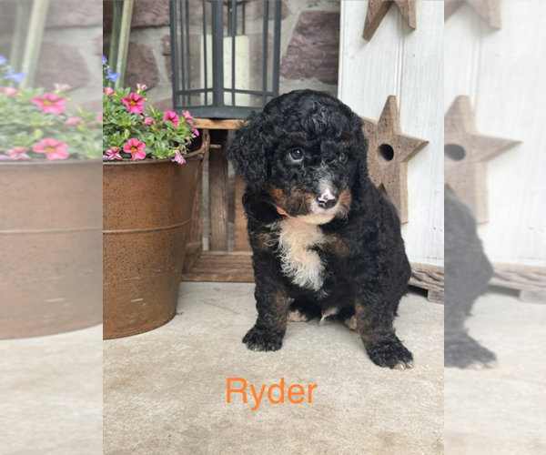 Medium Photo #2 Bernedoodle (Miniature) Puppy For Sale in DENVER, PA, USA