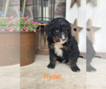 Small #1 Bernedoodle (Miniature)