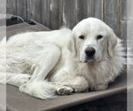 Small #3 Great Pyrenees
