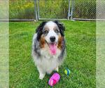 Small Australian Shepherd