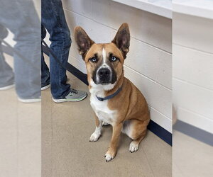 Siberian Husky-Unknown Mix Dogs for adoption in Fort Wayne, IN, USA