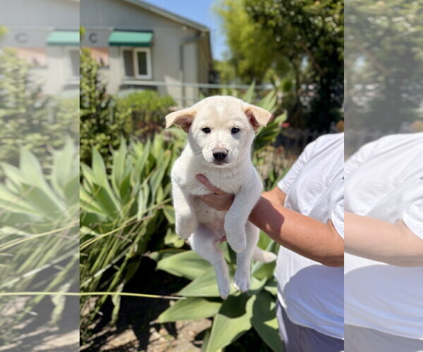 Medium Photo #1 Mutt Puppy For Sale in Seal Beach, CA, USA