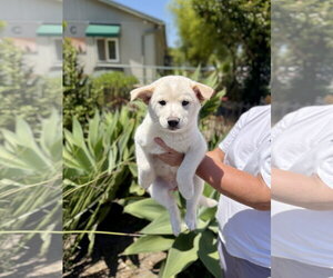 Mutt Dogs for adoption in Seal Beach, CA, USA